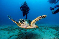 guided dive in eilat