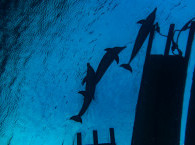 Guided Sunrise Dive