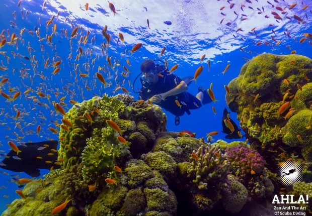 scuba diving in Eilat best diving center