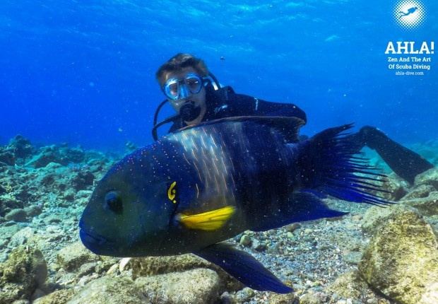 interesting fish in red sea scuba diving in eilat