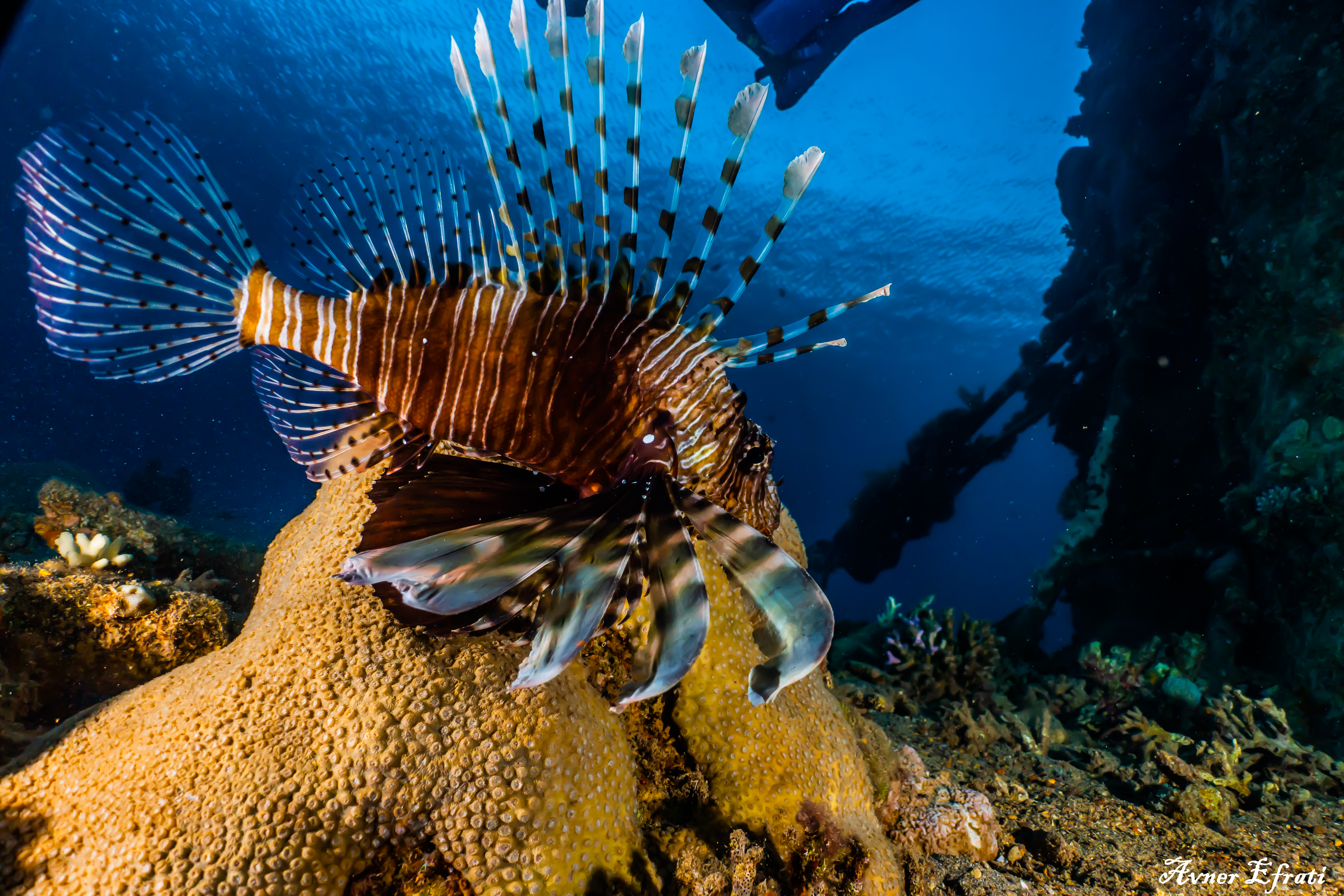 guided dive in eilat_צלילה מודרכת באילת_погружение с инструктором в Эйлате