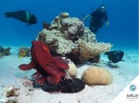 дайвинг для новичков в Эйлате_diving for beginners in Eilat_