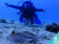 дайвинг в эйлате - встреча со скатом_diving in Eilat - a meeting with stingray_)צלילה באילת - פגישה עם הרמפה