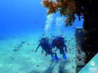 обучение дайвингу  в эйлате - дайв сайт кораловый пляж_diving training in Eilat - dive site Coral Beach_אימון צלילה באילת - אתר צלילה חוף אלמוג