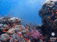 diving in red sea_дайвинг в красном море_צלילה בים האדום