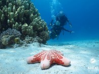 diving red sea_дайвинг красное море_ים אדום צלילה