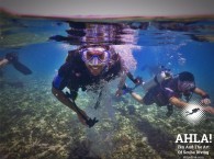 red sea diving_красное море дайвинг_צלילה בים האדום