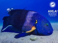 губан метлохвостый diving for beginners in eilat