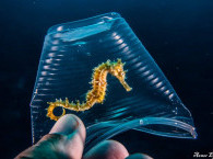 Sea Horse at Red Sea, Eilat