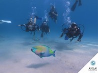 дайвинг для новичков_diving for beginners