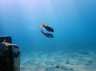 aqua dive in eilat.jpg