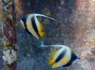 diving december red sea.jpg