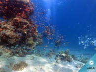 diving club in eilat - 7