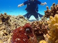 Каждому ли доступен дайвинг_whether diving is available each_אם צלילה זמינה בכל