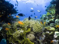 diving site in Eilat "Veronica"